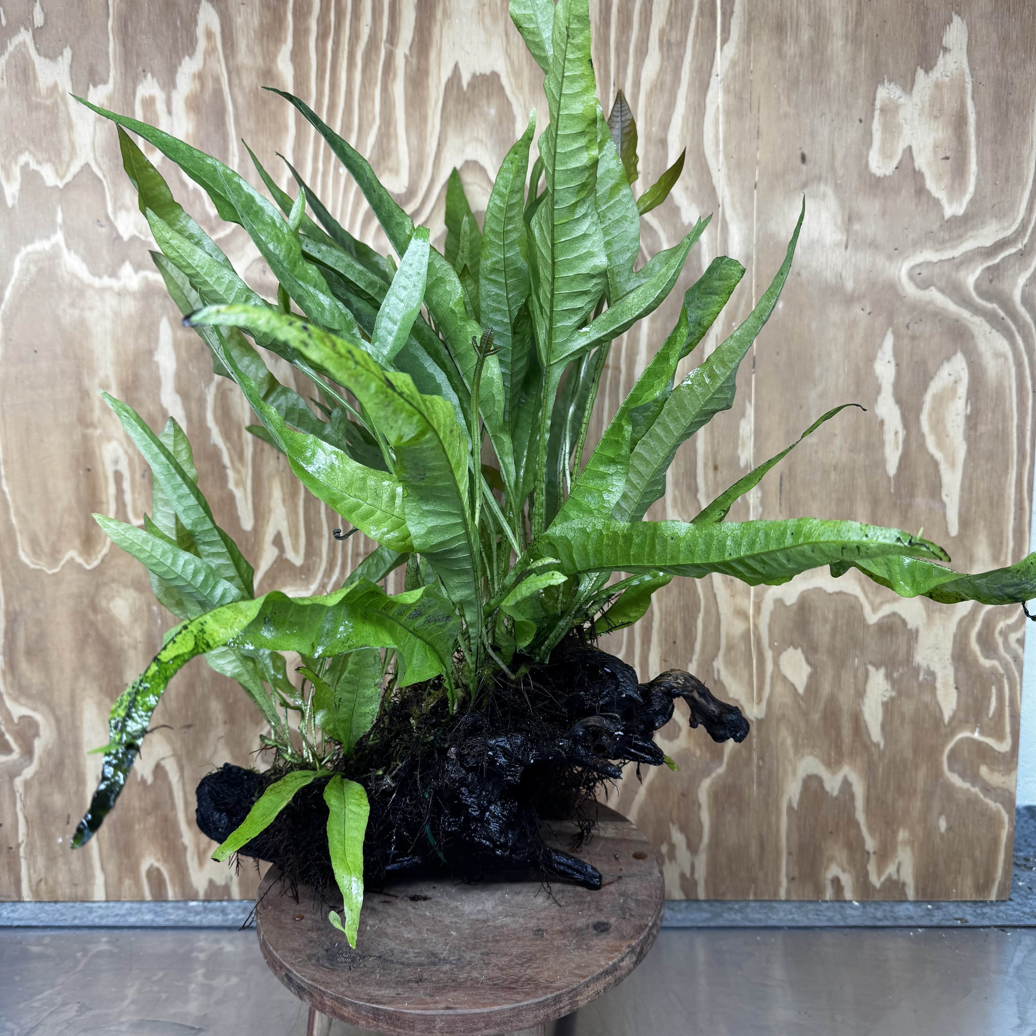 Scapeshop.com.au One Only Microsorum Driftwood Creation - Extra-Large (Java Fern) & Flame Moss - One Only - Excellent Microsorum Driftwood Creation - Extra-Large (Java Fern) & Flame Moss