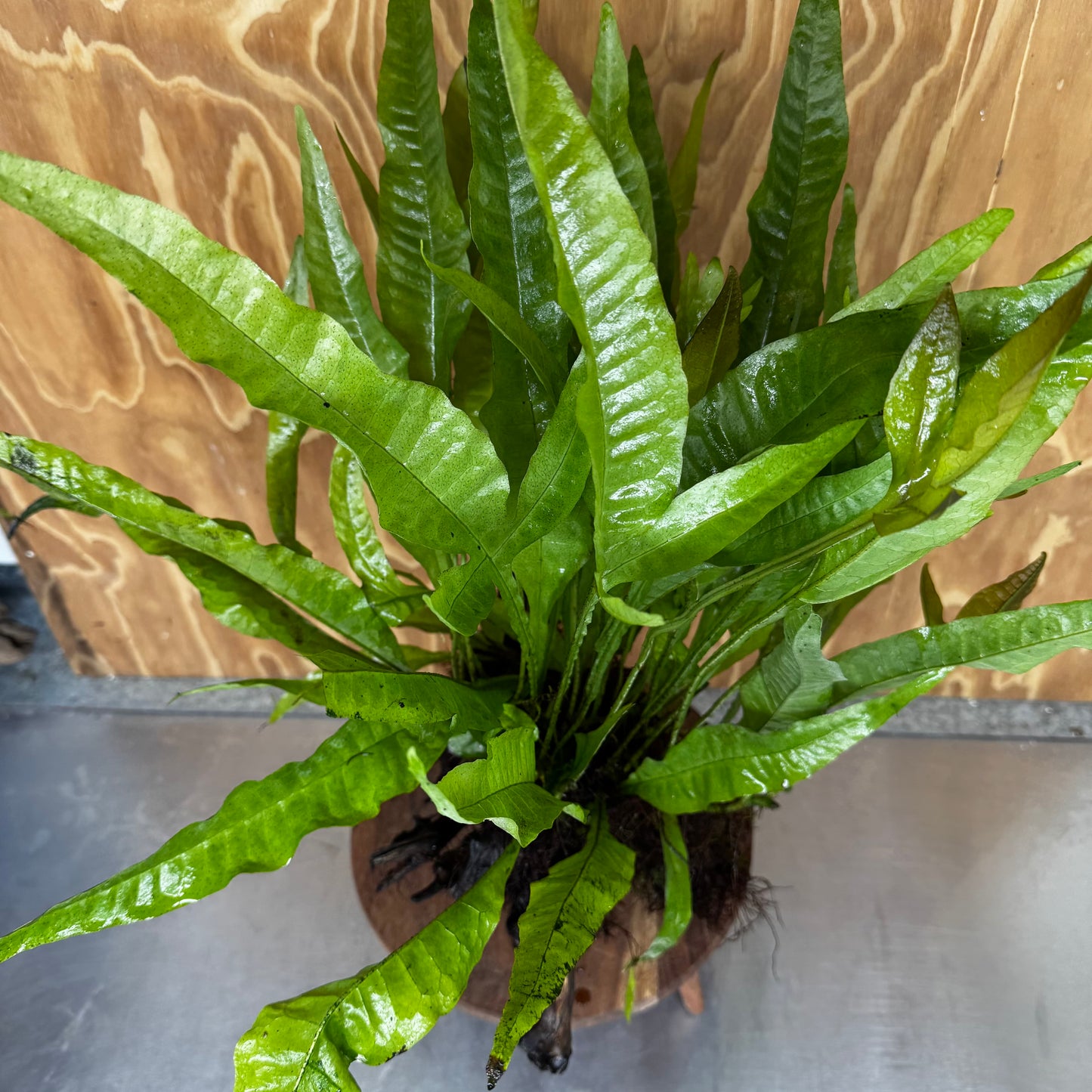 Scapeshop.com.au One Only Microsorum Driftwood Creation - Extra-Large (Java Fern) & Flame Moss - One Only - Excellent Microsorum Driftwood Creation - Extra-Large (Java Fern) & Flame Moss