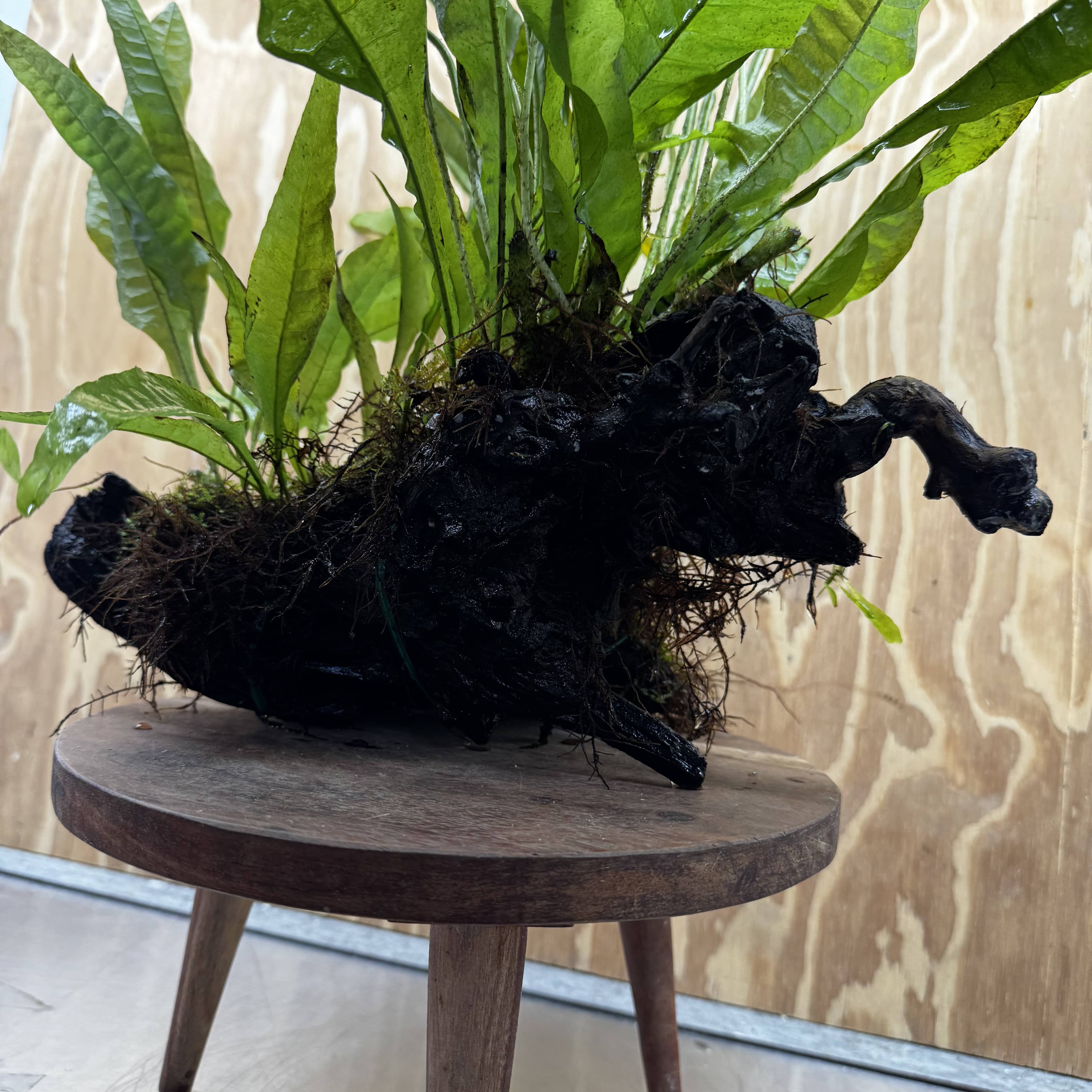 Scapeshop.com.au One Only Microsorum Driftwood Creation - Extra-Large (Java Fern) & Flame Moss - One Only - Excellent Microsorum Driftwood Creation - Extra-Large (Java Fern) & Flame Moss
