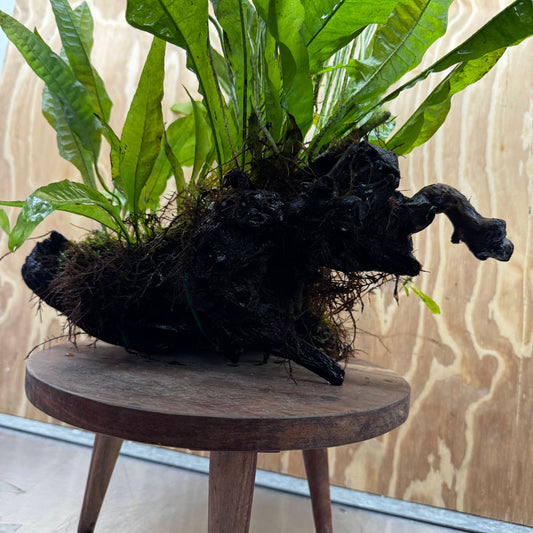 Scapeshop.com.au One Only Microsorum Driftwood Creation - Extra-Large (Java Fern) & Flame Moss - One Only - Excellent Microsorum Driftwood Creation - Extra-Large (Java Fern) & Flame Moss