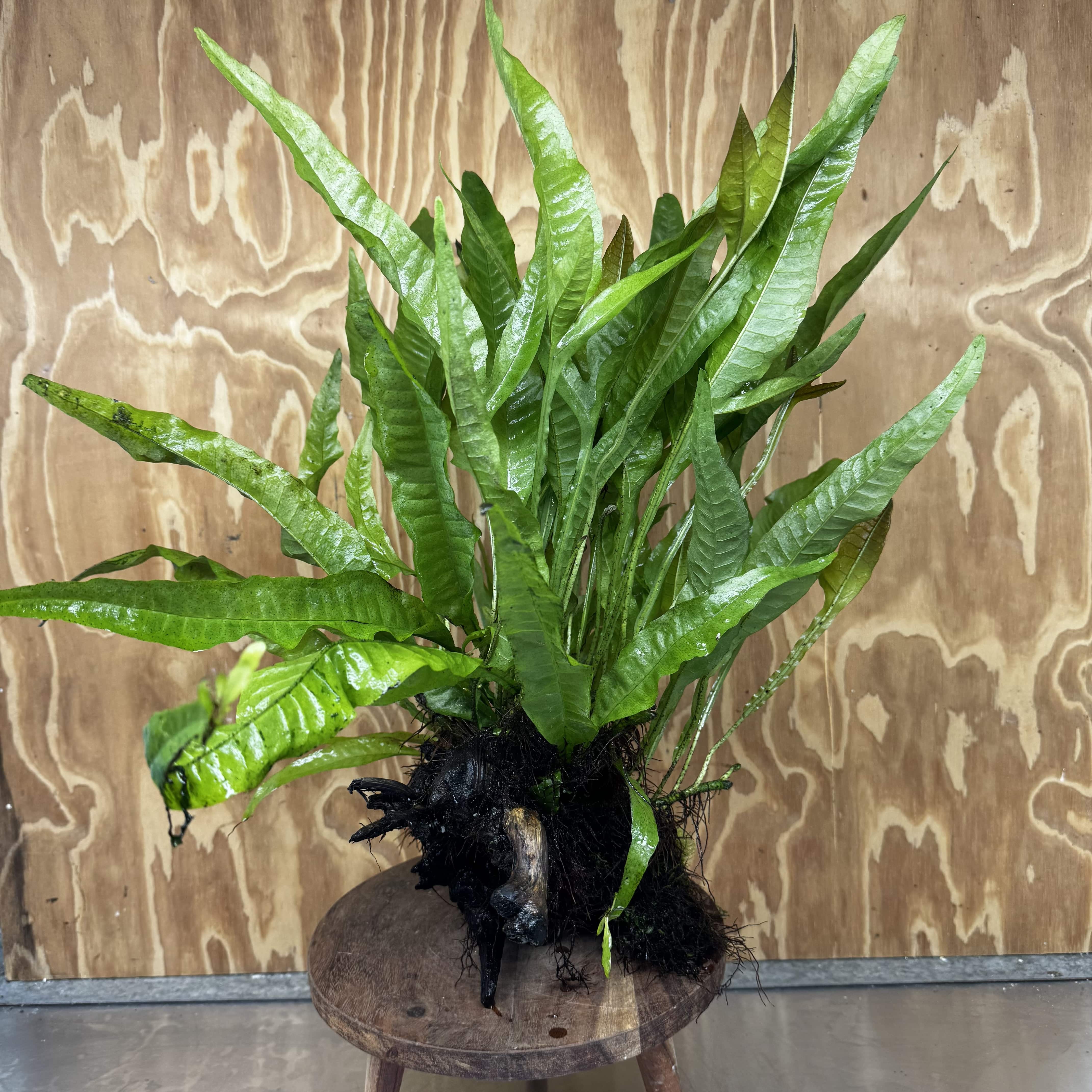 Scapeshop.com.au One Only Microsorum Driftwood Creation - Extra-Large (Java Fern) & Flame Moss - One Only - Excellent Microsorum Driftwood Creation - Extra-Large (Java Fern) & Flame Moss