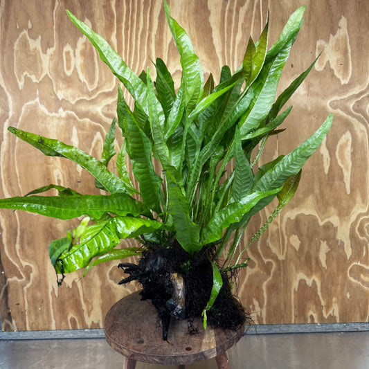 Scapeshop.com.au One Only Microsorum Driftwood Creation - Extra-Large (Java Fern) & Flame Moss - One Only - Excellent Microsorum Driftwood Creation - Extra-Large (Java Fern) & Flame Moss