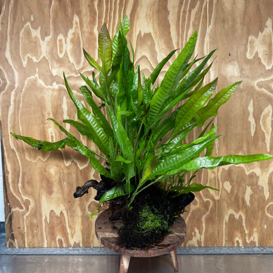 Scapeshop.com.au One Only Microsorum Driftwood Creation - Extra-Large (Java Fern) & Flame Moss - One Only - Excellent Microsorum Driftwood Creation - Extra-Large (Java Fern) & Flame Moss