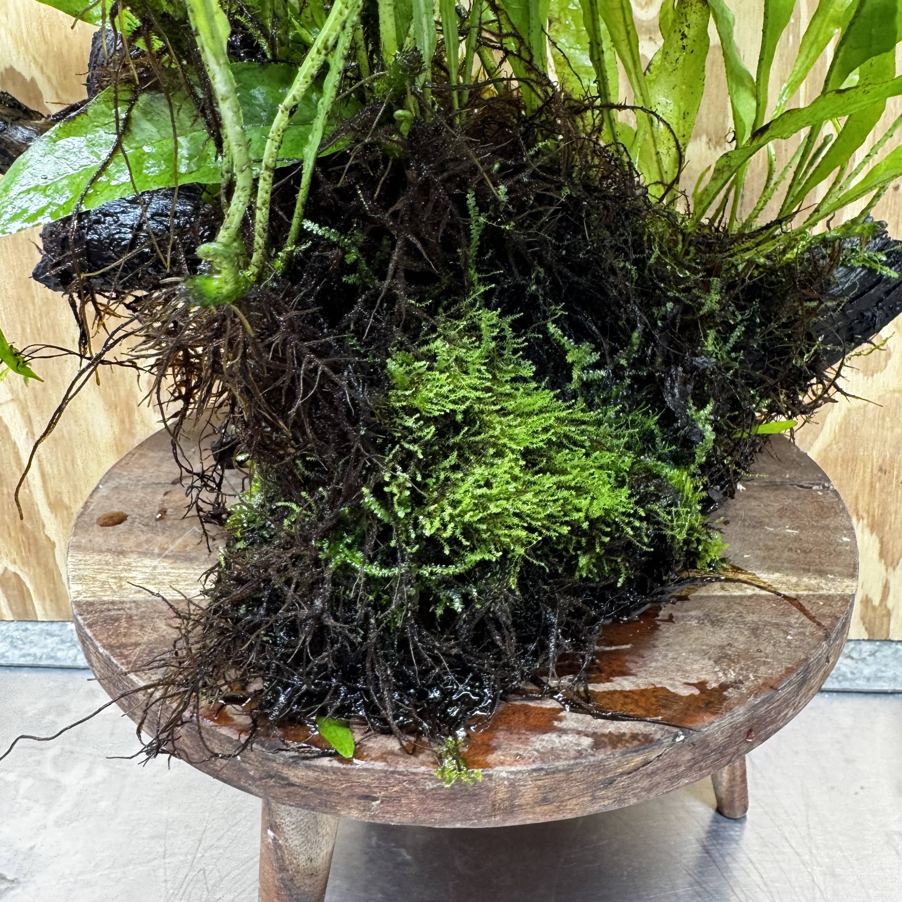 Scapeshop.com.au One Only Microsorum Driftwood Creation - Extra-Large (Java Fern) & Flame Moss - One Only - Excellent Microsorum Driftwood Creation - Extra-Large (Java Fern) & Flame Moss