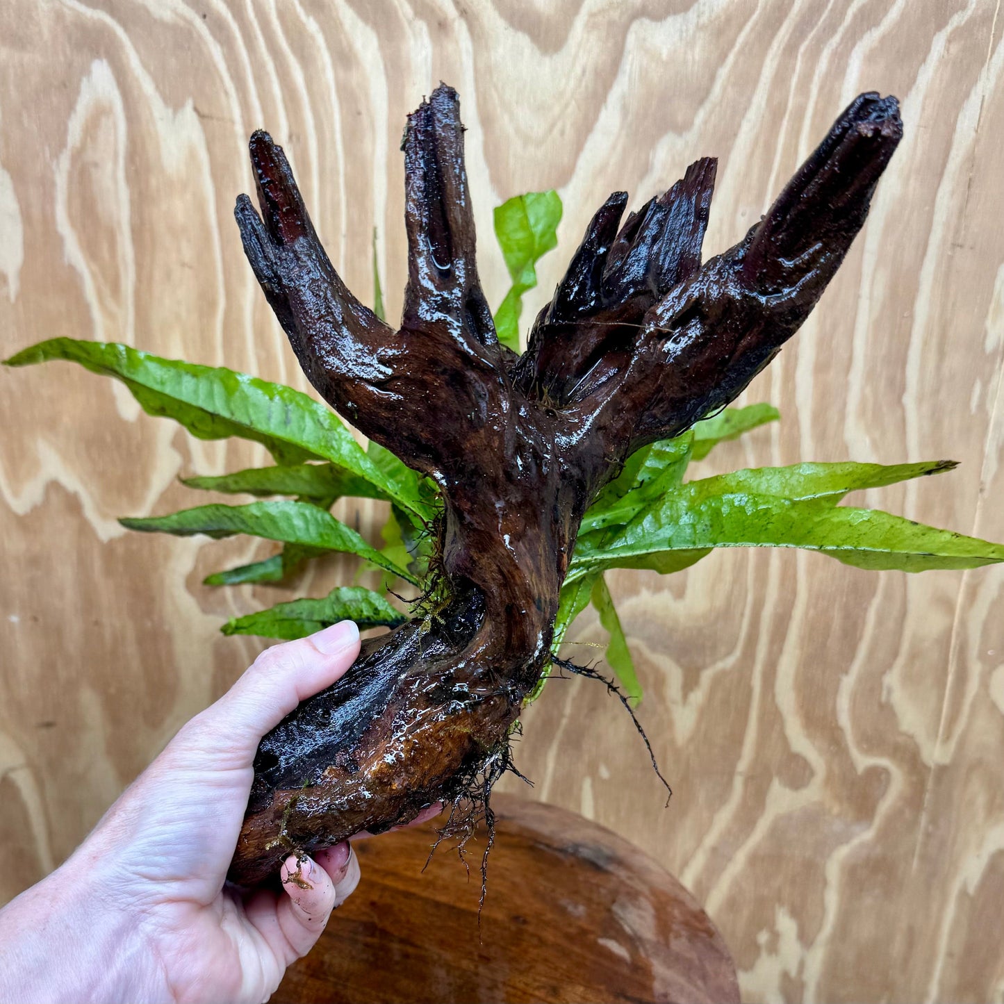 Scapeshop.com.au One Only Microsorum Driftwood Creation - Large (Java Fern) - One Only - Elegant Microsorum Driftwood Creation - Large (Java Fern) - One Only - Elegant