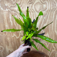 Scapeshop.com.au One Only Microsorum Driftwood Creation - Large (Java Fern) - One Only - Elegant Microsorum Driftwood Creation - Large (Java Fern) - One Only - Elegant