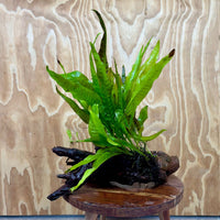 Scapeshop.com.au One Only Microsorum Driftwood Creation - Large (Java Fern) - One Only - Elegant Microsorum Driftwood Creation - Large (Java Fern) - One Only - Elegant