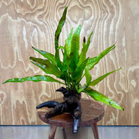 Scapeshop.com.au One Only Microsorum Driftwood Creation - Large (Java Fern) - One Only - Elegant Microsorum Driftwood Creation - Large (Java Fern) - One Only - Elegant