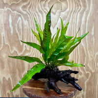 Scapeshop.com.au One Only Microsorum Driftwood Creation - Large (Java Fern) - One Only - Elegant Microsorum Driftwood Creation - Large (Java Fern) - One Only - Elegant
