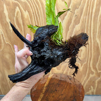 Scapeshop.com.au One Only Microsorum Driftwood Creation - Large (Java Fern) - One Only - Elegant Microsorum Driftwood Creation - Large (Java Fern) - One Only - Elegant