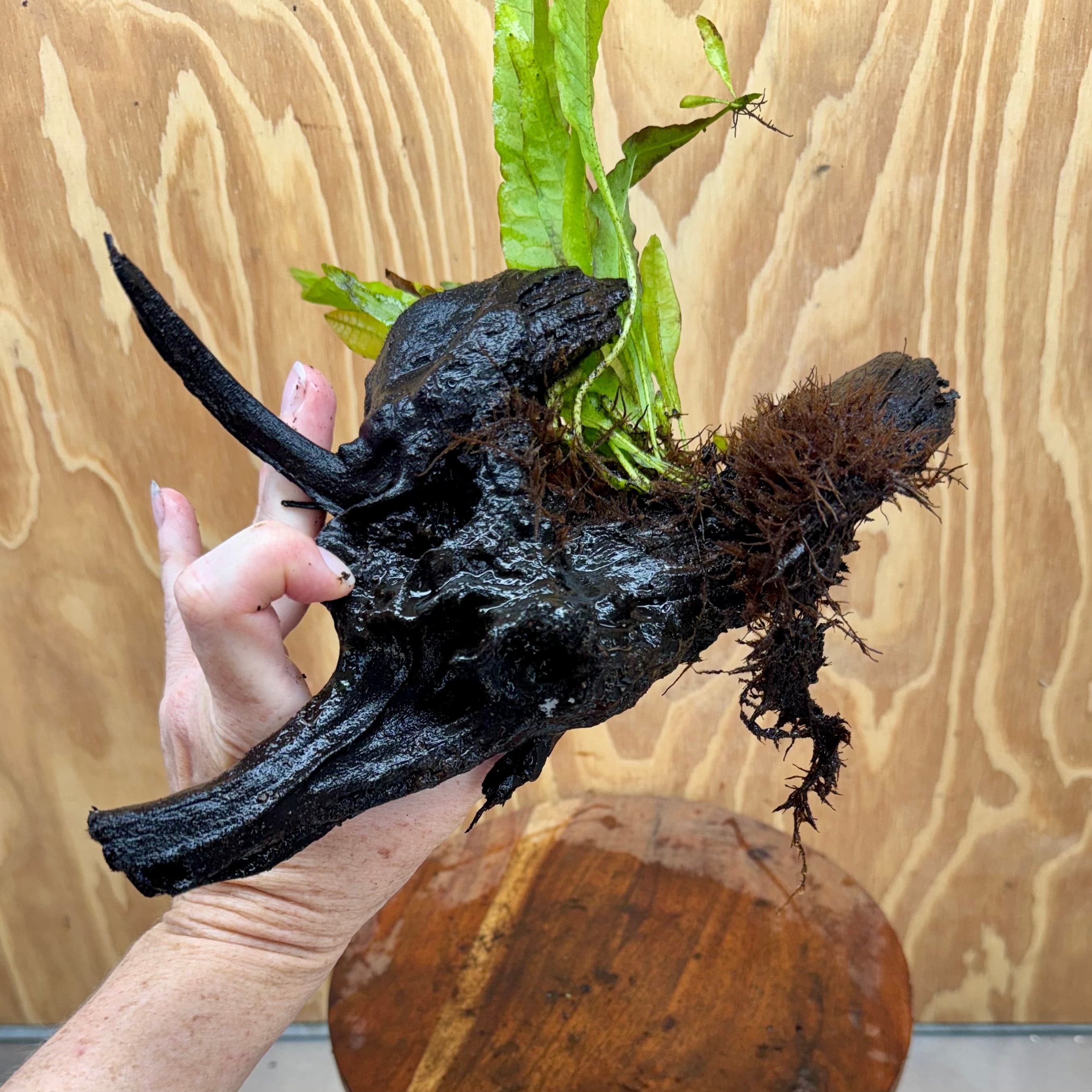 Scapeshop.com.au One Only Microsorum Driftwood Creation - Large (Java Fern) - One Only - Elegant Microsorum Driftwood Creation - Large (Java Fern) - One Only - Elegant