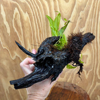 Scapeshop.com.au One Only Microsorum Driftwood Creation - Large (Java Fern) - One Only - Elegant Microsorum Driftwood Creation - Large (Java Fern) - One Only - Elegant