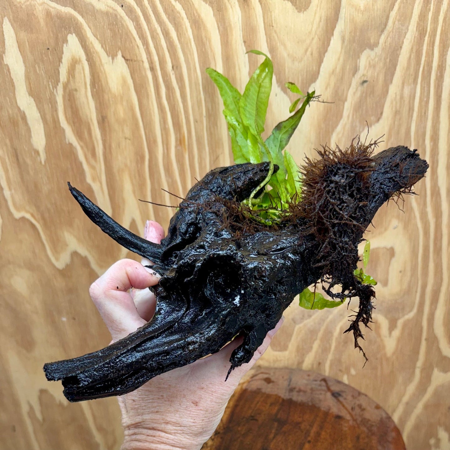 Scapeshop.com.au One Only Microsorum Driftwood Creation - Large (Java Fern) - One Only - Elegant Microsorum Driftwood Creation - Large (Java Fern) - One Only - Elegant