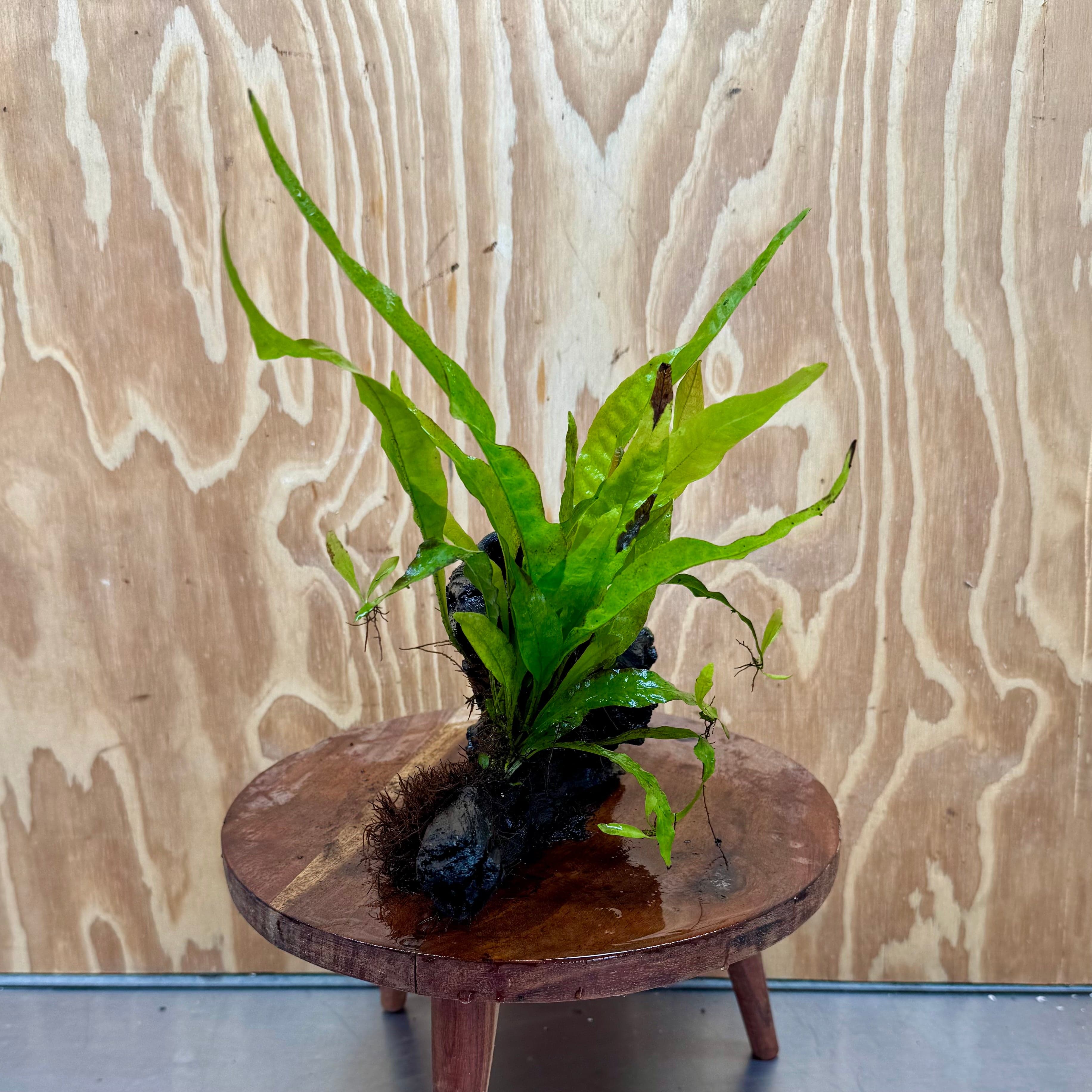 Scapeshop.com.au One Only Microsorum Driftwood Creation - Large (Java Fern) - One Only - Elegant Microsorum Driftwood Creation - Large (Java Fern) - One Only - Elegant