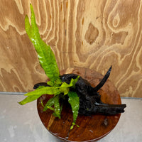 Scapeshop.com.au One Only Microsorum Driftwood Creation - Large (Java Fern) - One Only - Elegant Microsorum Driftwood Creation - Large (Java Fern) - One Only - Elegant