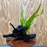 Scapeshop.com.au One Only Microsorum Driftwood Creation - Large (Java Fern) - One Only - Elegant Microsorum Driftwood Creation - Large (Java Fern) - One Only - Elegant