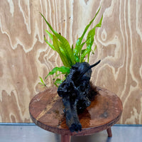 Scapeshop.com.au One Only Microsorum Driftwood Creation - Large (Java Fern) - One Only - Elegant Microsorum Driftwood Creation - Large (Java Fern) - One Only - Elegant