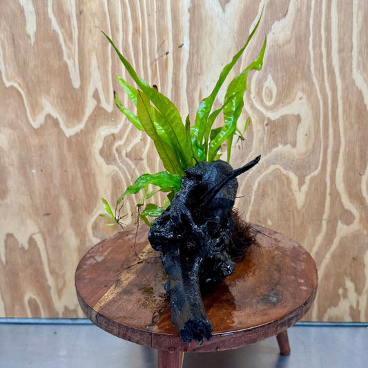 Scapeshop.com.au One Only Microsorum Driftwood Creation - Large (Java Fern) - One Only - Elegant Microsorum Driftwood Creation - Large (Java Fern) - One Only - Elegant