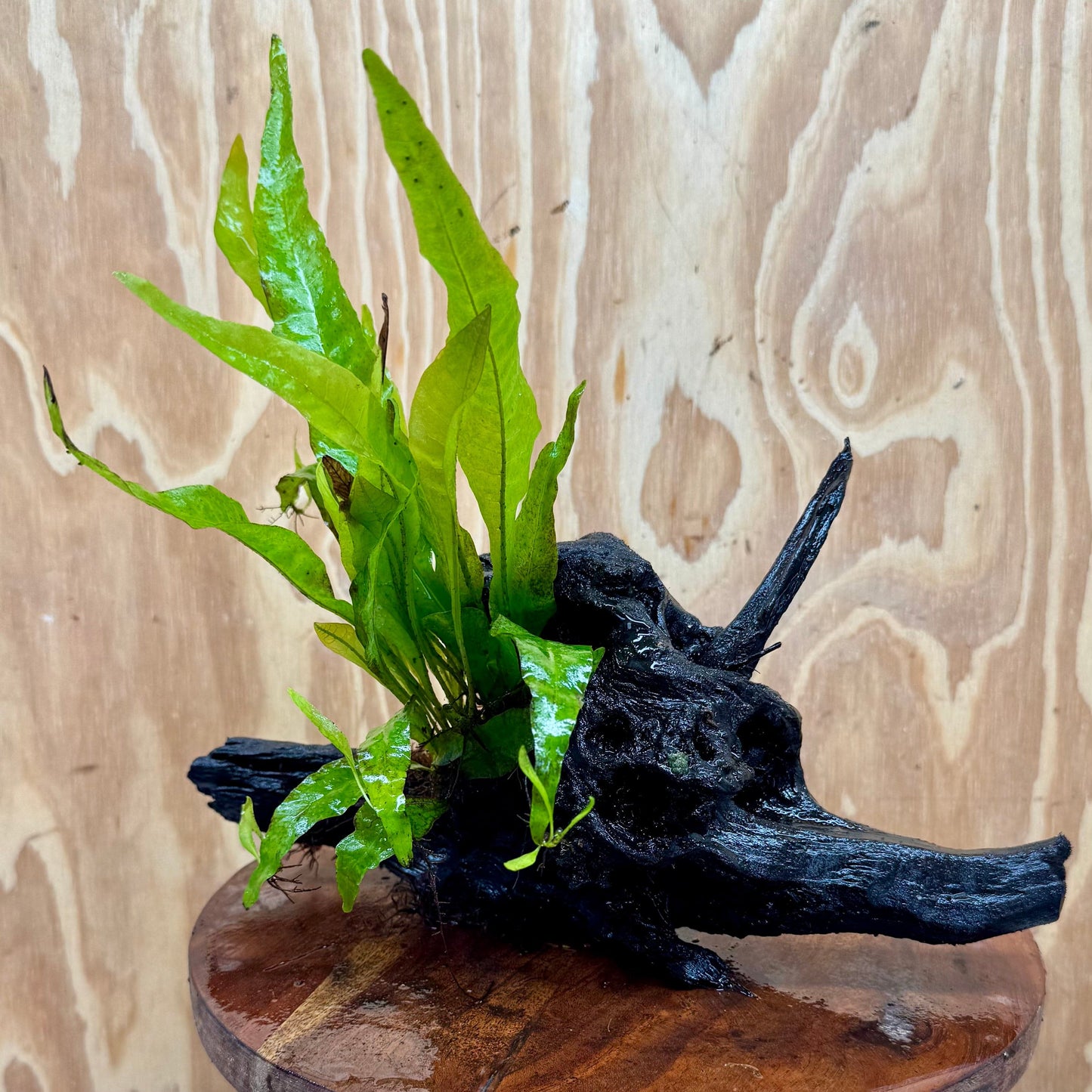 Scapeshop.com.au One Only Microsorum Driftwood Creation - Large (Java Fern) - One Only - Elegant Microsorum Driftwood Creation - Large (Java Fern) - One Only - Elegant