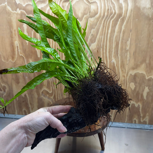 Scapeshop.com.au One Only Microsorum Driftwood Creation - Large (Java Fern) - One Only - Elegant Microsorum Driftwood Creation - Large (Java Fern) - One Only - Elegant
