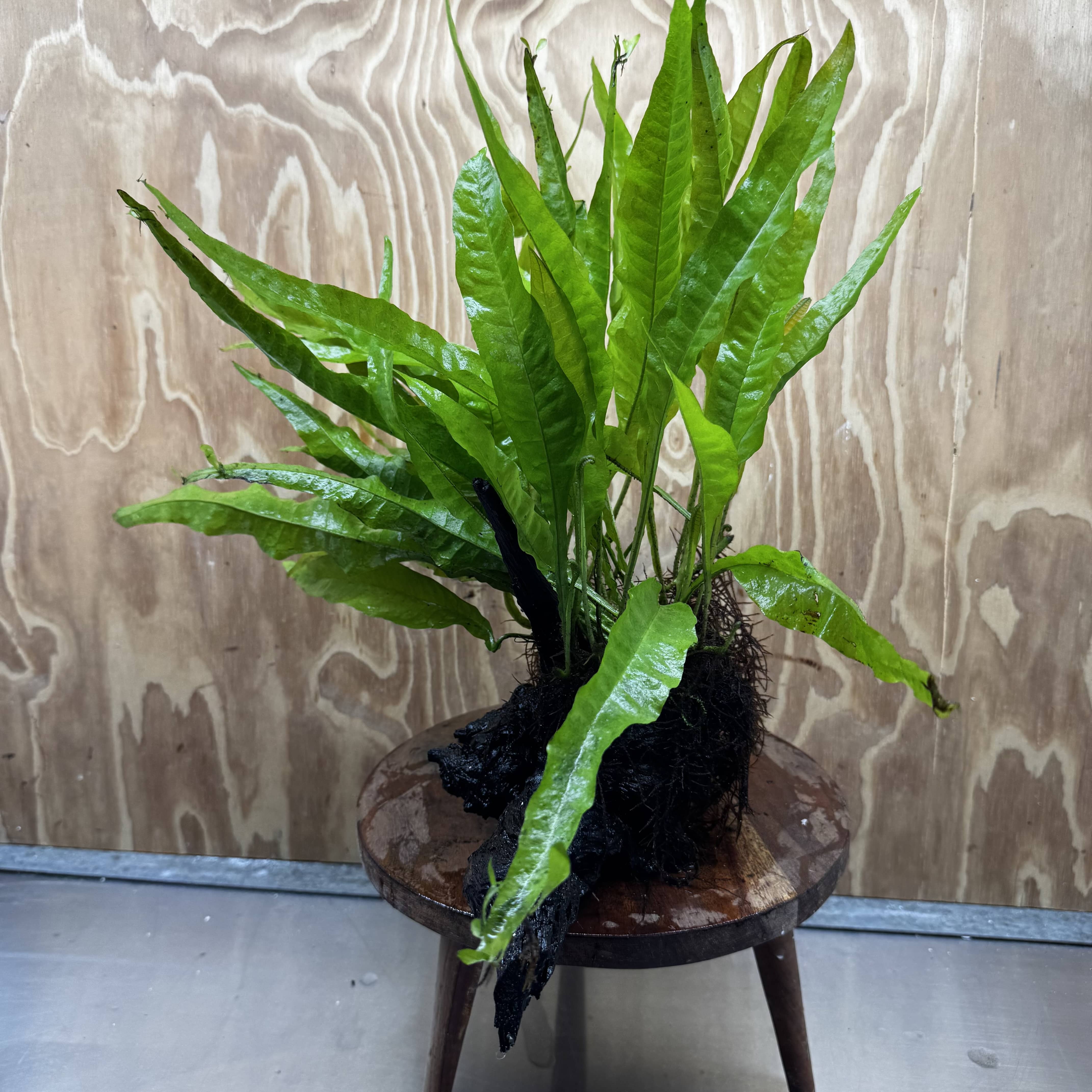 Scapeshop.com.au One Only Microsorum Driftwood Creation - Large (Java Fern) - One Only - Elegant Microsorum Driftwood Creation - Large (Java Fern) - One Only - Elegant
