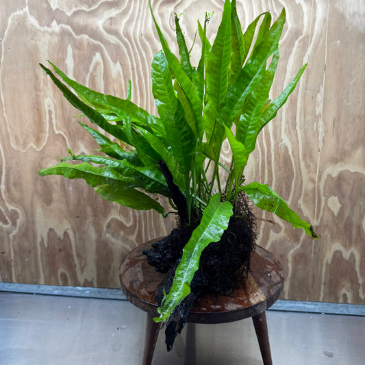 Scapeshop.com.au One Only Microsorum Driftwood Creation - Large (Java Fern) - One Only - Elegant Microsorum Driftwood Creation - Large (Java Fern) - One Only - Elegant