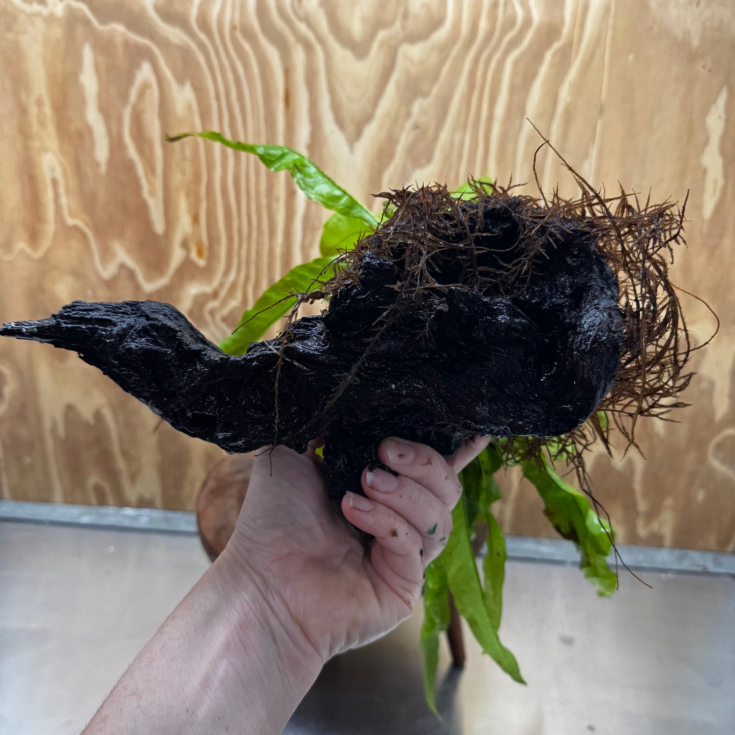 Scapeshop.com.au One Only Microsorum Driftwood Creation - Large (Java Fern) - One Only - Elegant Microsorum Driftwood Creation - Large (Java Fern) - One Only - Elegant