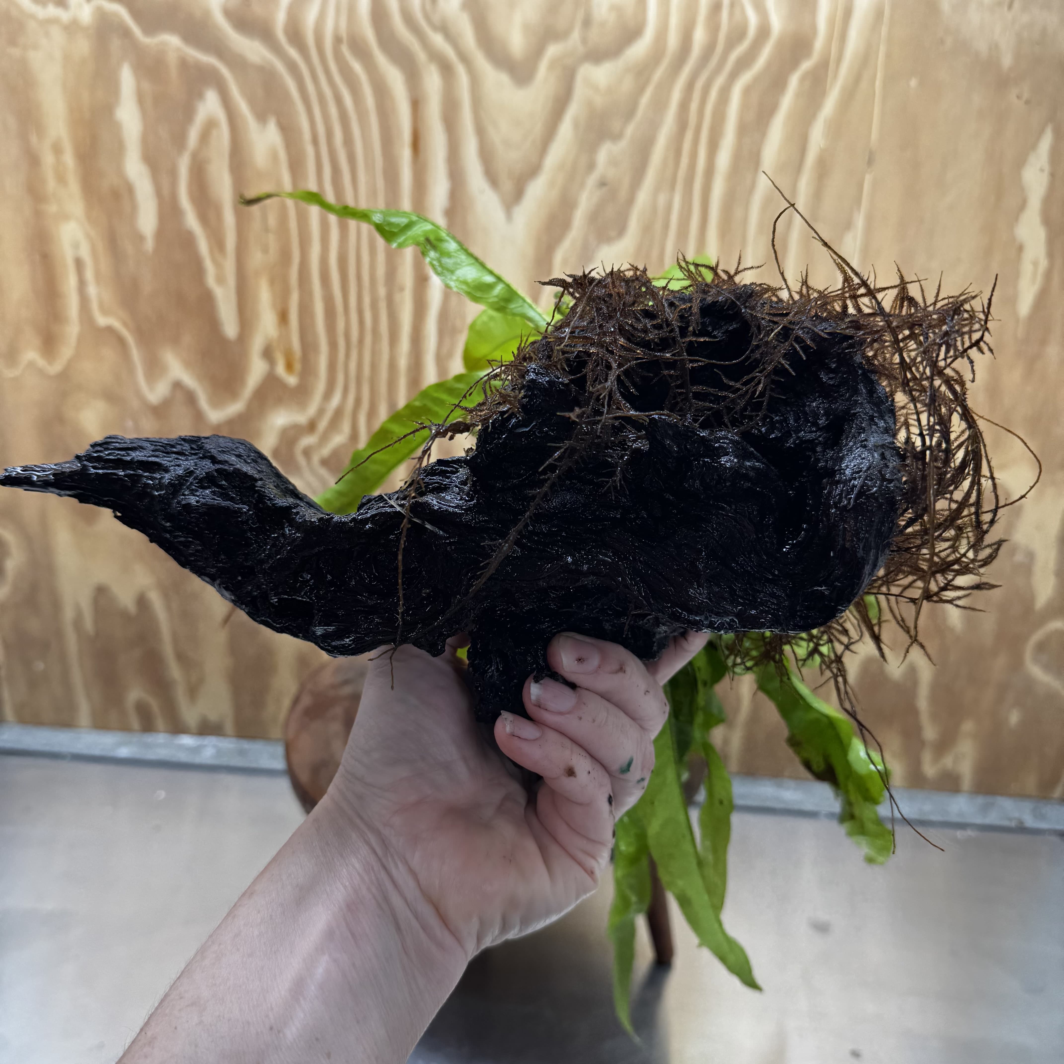 Scapeshop.com.au One Only Microsorum Driftwood Creation - Large (Java Fern) - One Only - Elegant Microsorum Driftwood Creation - Large (Java Fern) - One Only - Elegant