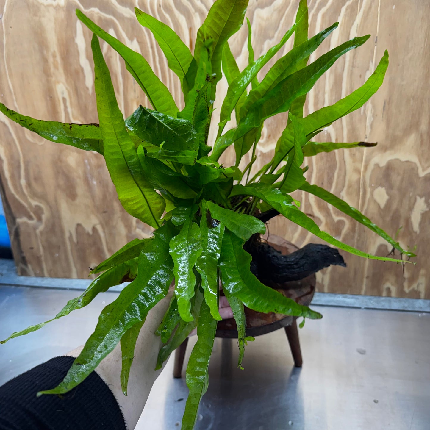Scapeshop.com.au One Only Microsorum Driftwood Creation - Large (Java Fern) - One Only - Elegant Microsorum Driftwood Creation - Large (Java Fern) - One Only - Elegant