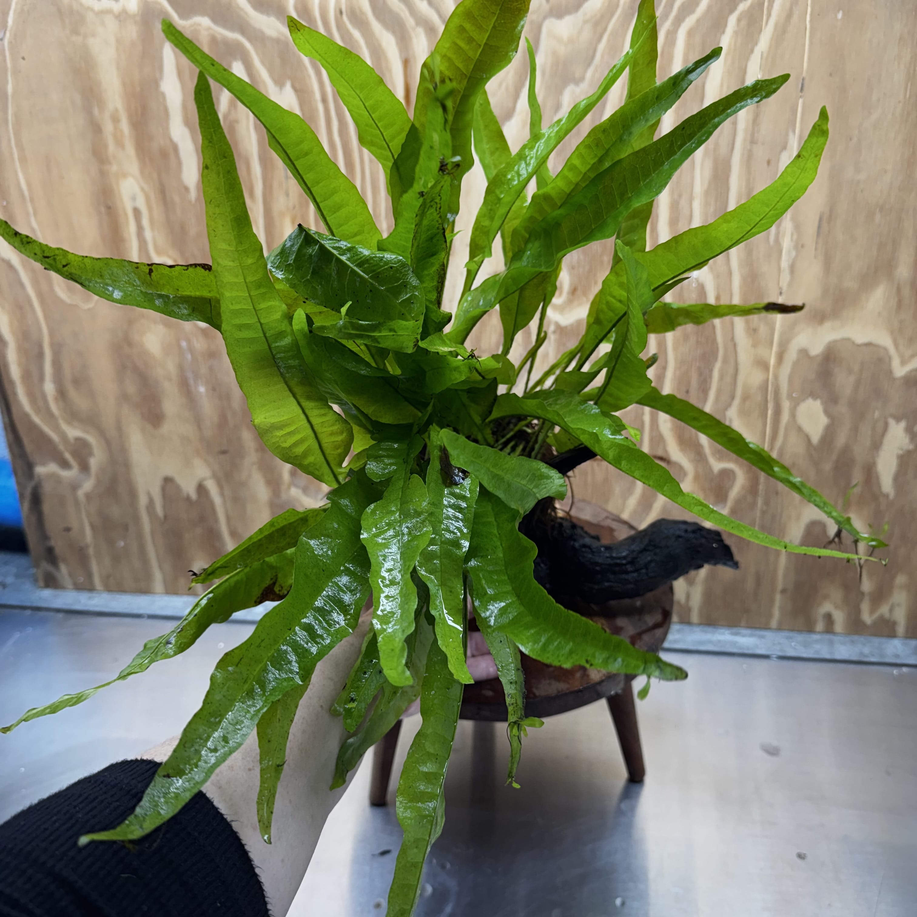 Scapeshop.com.au One Only Microsorum Driftwood Creation - Large (Java Fern) - One Only - Elegant Microsorum Driftwood Creation - Large (Java Fern) - One Only - Elegant