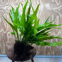 Scapeshop.com.au One Only Microsorum Driftwood Creation - Large (Java Fern) - One Only - Elegant Microsorum Driftwood Creation - Large (Java Fern) - One Only - Elegant