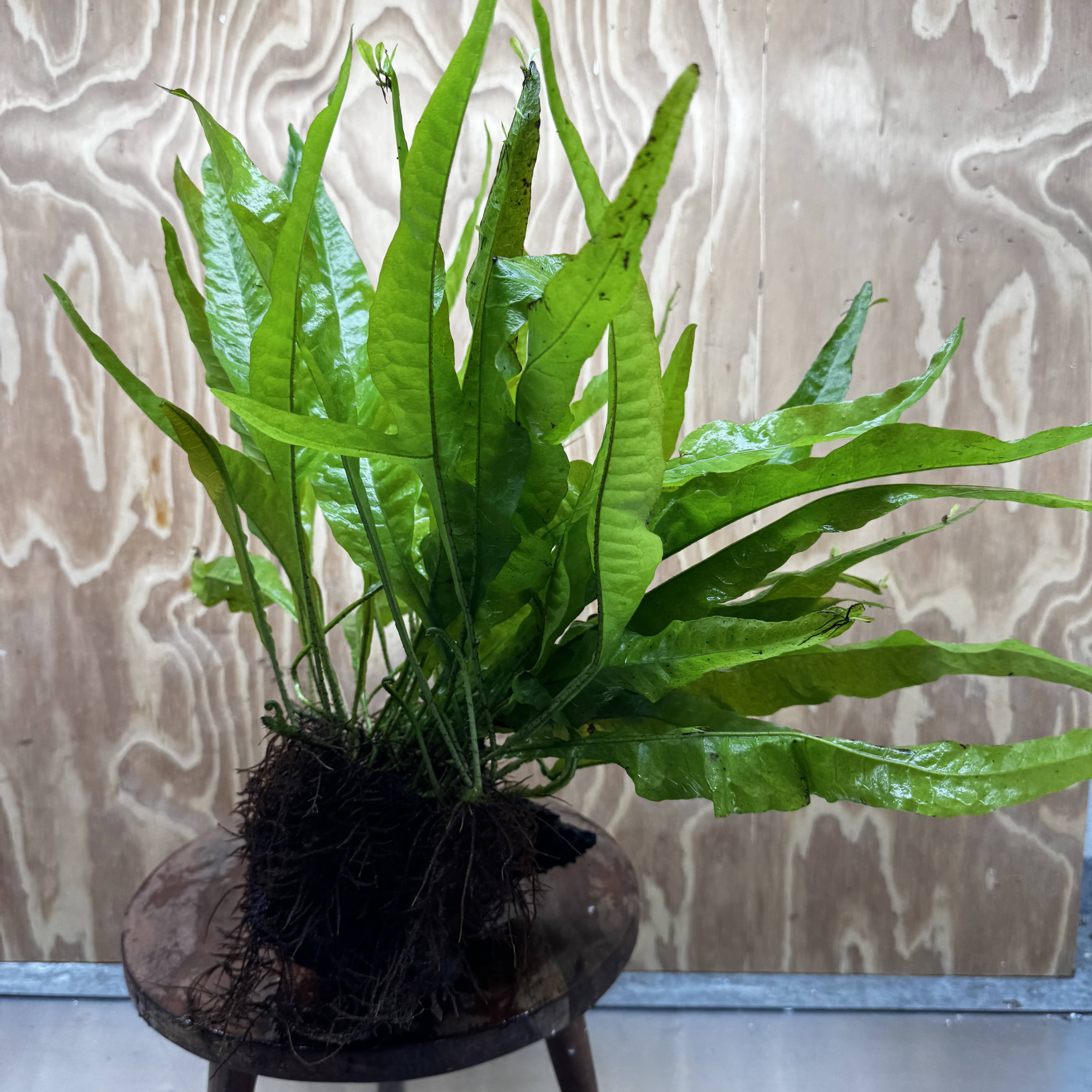 Scapeshop.com.au One Only Microsorum Driftwood Creation - Large (Java Fern) - One Only - Elegant Microsorum Driftwood Creation - Large (Java Fern) - One Only - Elegant