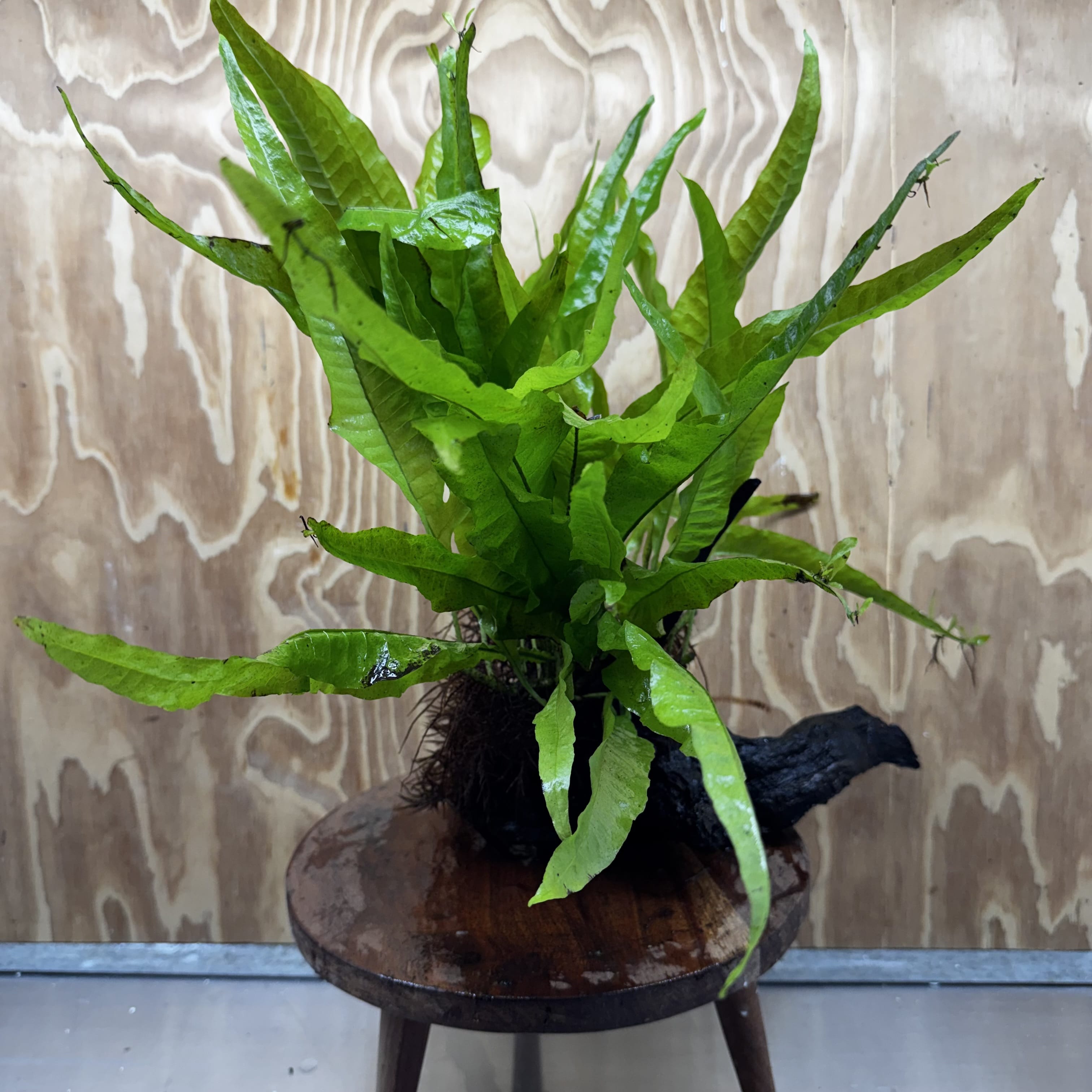 Scapeshop.com.au One Only Microsorum Driftwood Creation - Large (Java Fern) - One Only - Elegant Microsorum Driftwood Creation - Large (Java Fern) - One Only - Elegant