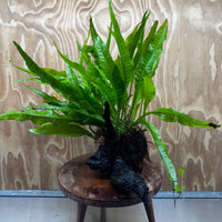 Scapeshop.com.au One Only Microsorum Driftwood Creation - Large (Java Fern) - One Only - Elegant Microsorum Driftwood Creation - Large (Java Fern) - One Only - Elegant
