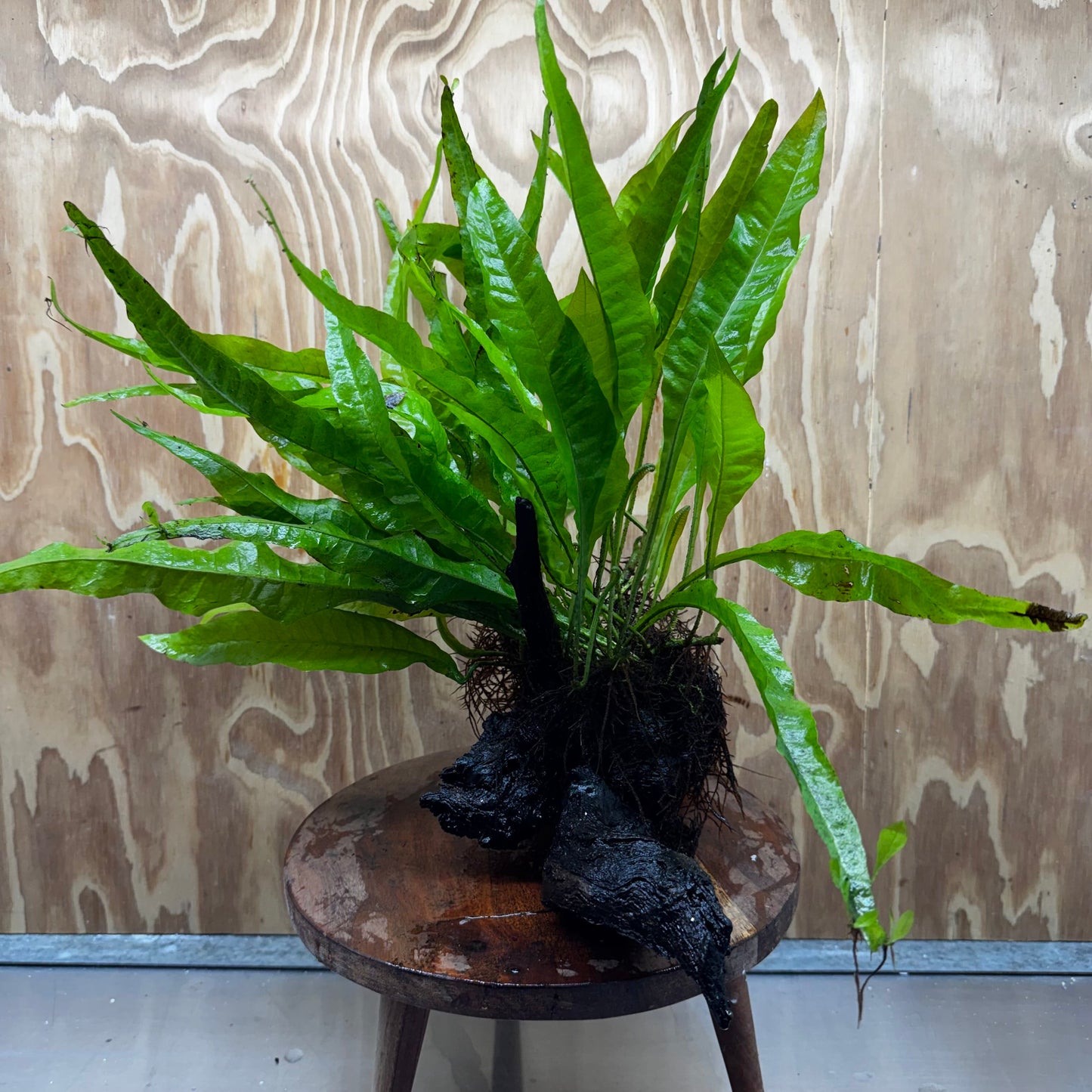 Scapeshop.com.au One Only Microsorum Driftwood Creation - Large (Java Fern) - One Only - Elegant Microsorum Driftwood Creation - Large (Java Fern) - One Only - Elegant