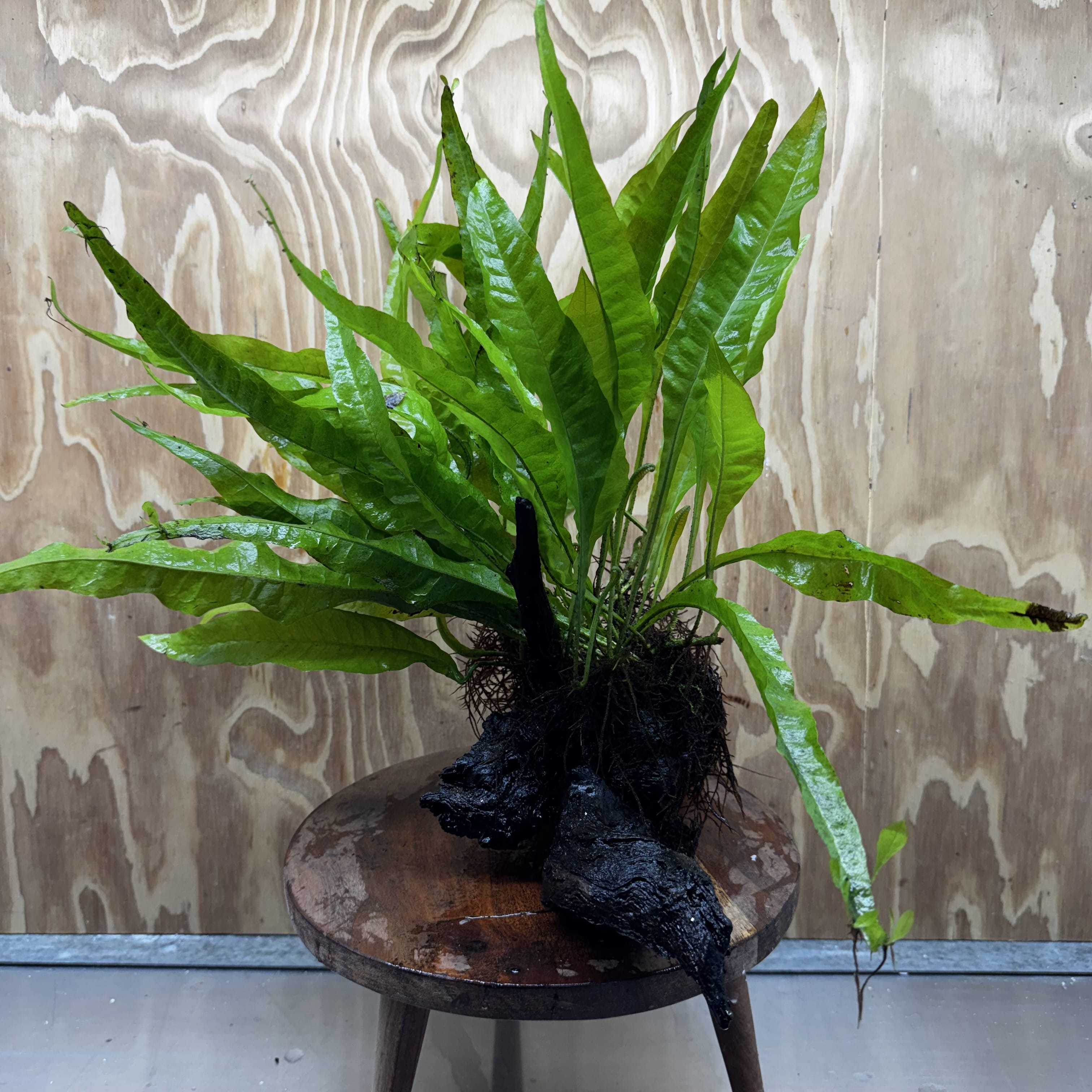 Scapeshop.com.au One Only Microsorum Driftwood Creation - Large (Java Fern) - One Only - Elegant Microsorum Driftwood Creation - Large (Java Fern) - One Only - Elegant