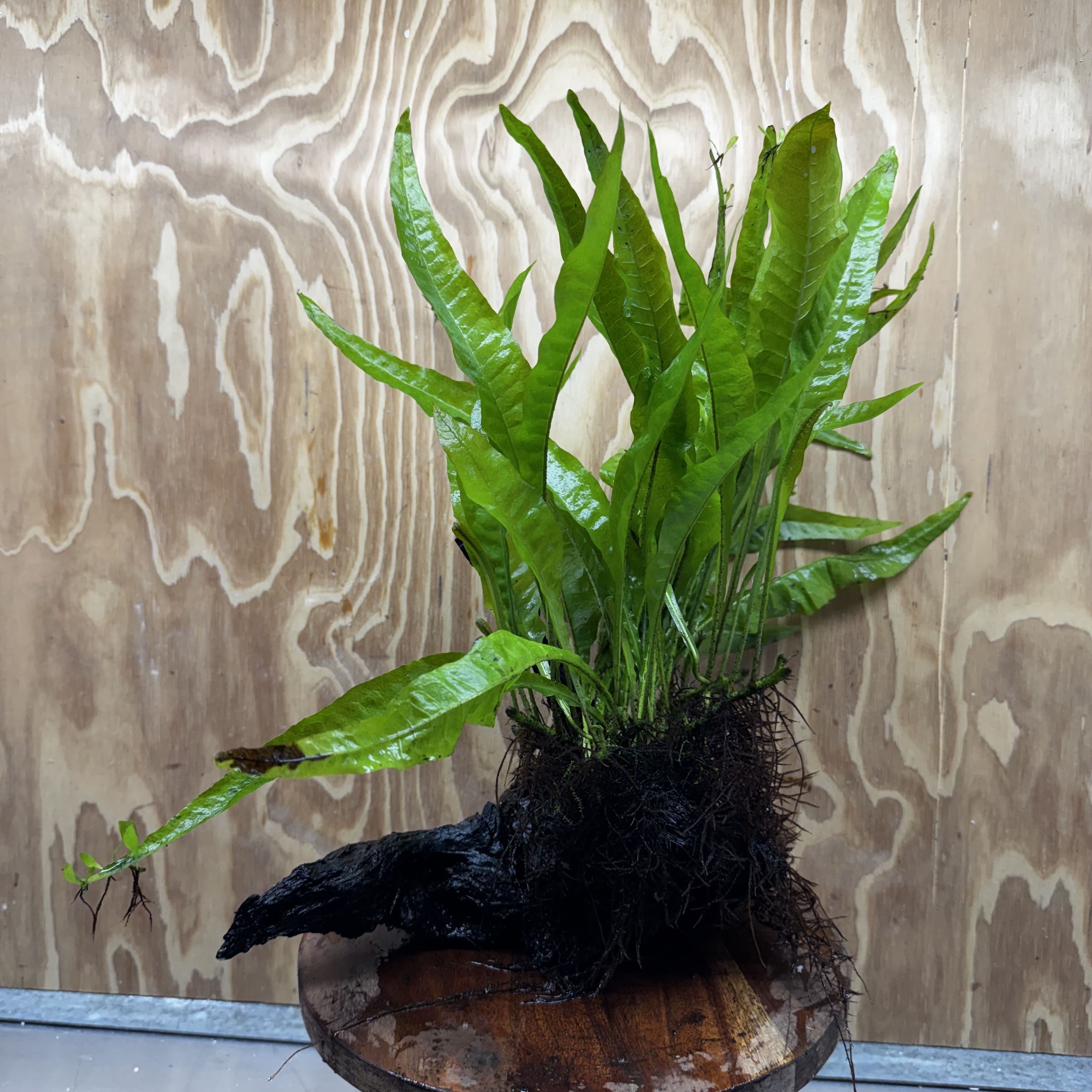 Scapeshop.com.au One Only Microsorum Driftwood Creation - Large (Java Fern) - One Only - Elegant Microsorum Driftwood Creation - Large (Java Fern) - One Only - Elegant