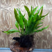 Scapeshop.com.au One Only Microsorum Driftwood Creation - Large (Java Fern) - One Only - Elegant Microsorum Driftwood Creation - Large (Java Fern) - One Only - Elegant