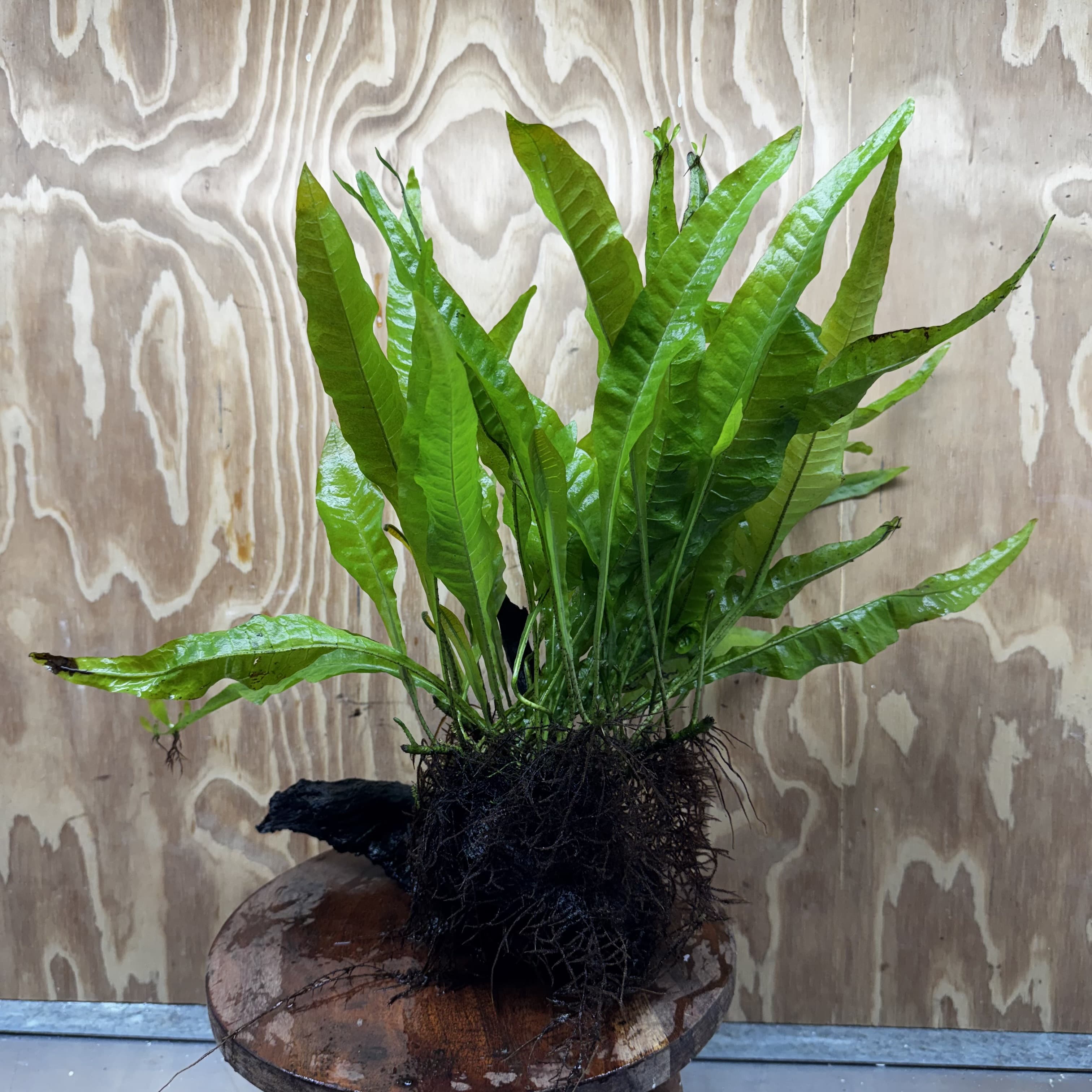 Scapeshop.com.au One Only Microsorum Driftwood Creation - Large (Java Fern) - One Only - Elegant Microsorum Driftwood Creation - Large (Java Fern) - One Only - Elegant