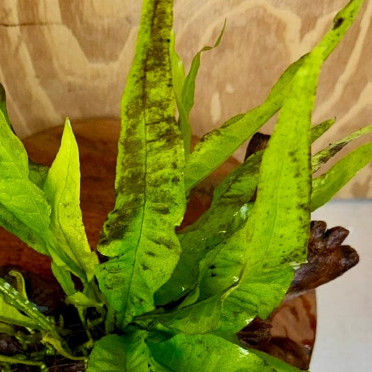 Scapeshop.com.au One Only Microsorum Driftwood Creation - Large (Java Fern) - One Only - Excellent Microsorum Driftwood Creation - Large (Java Fern) - One Only - Excellent