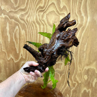 Scapeshop.com.au One Only Microsorum Driftwood Creation - Large (Java Fern) - One Only - Excellent Microsorum Driftwood Creation - Large (Java Fern) - One Only - Excellent