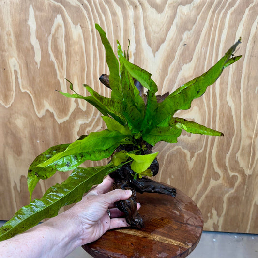 Scapeshop.com.au One Only Microsorum Driftwood Creation - Large (Java Fern) - One Only - Excellent Microsorum Driftwood Creation - Large (Java Fern) - One Only - Excellent