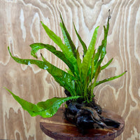 Scapeshop.com.au One Only Microsorum Driftwood Creation - Large (Java Fern) - One Only - Excellent Microsorum Driftwood Creation - Large (Java Fern) - One Only - Excellent