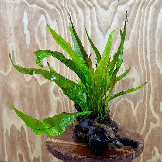 Scapeshop.com.au One Only Microsorum Driftwood Creation - Large (Java Fern) - One Only - Excellent Microsorum Driftwood Creation - Large (Java Fern) - One Only - Excellent