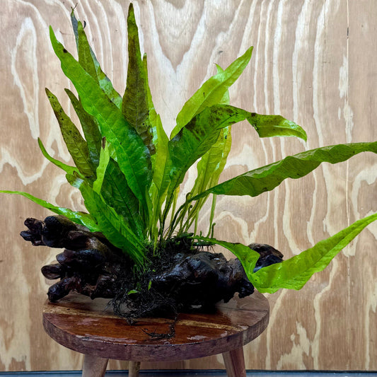 Scapeshop.com.au One Only Microsorum Driftwood Creation - Large (Java Fern) - One Only - Excellent Microsorum Driftwood Creation - Large (Java Fern) - One Only - Excellent