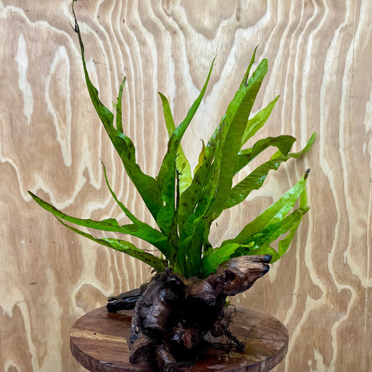 Scapeshop.com.au One Only Microsorum Driftwood Creation - Large (Java Fern) - One Only - Excellent Microsorum Driftwood Creation - Large (Java Fern) - One Only - Excellent