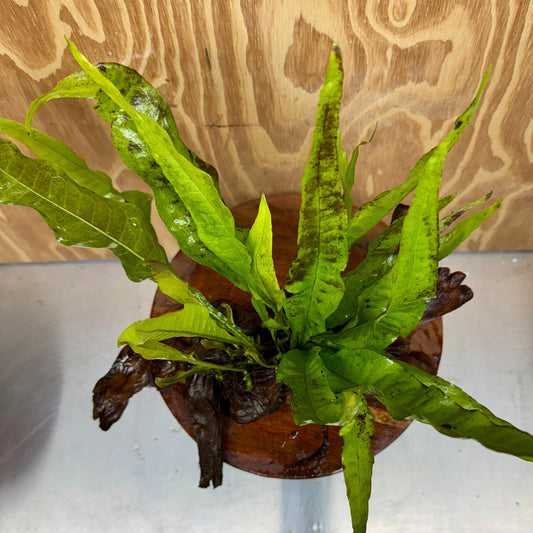 Scapeshop.com.au One Only Microsorum Driftwood Creation - Large (Java Fern) - One Only - Excellent Microsorum Driftwood Creation - Large (Java Fern) - One Only - Excellent