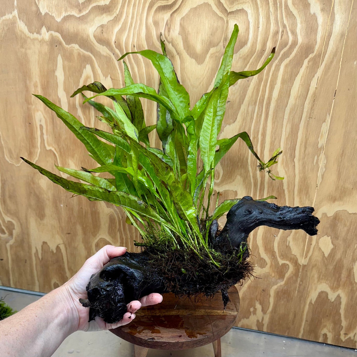 Scapeshop.com.au One Only Microsorum Driftwood Creation - Large (Java Fern) - One Only - Excellent Microsorum Driftwood Creation - Large (Java Fern) - One Only - Excellent