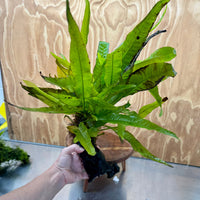 Scapeshop.com.au One Only Microsorum Driftwood Creation - Large (Java Fern) - One Only - Excellent Microsorum Driftwood Creation - Large (Java Fern) - One Only - Excellent