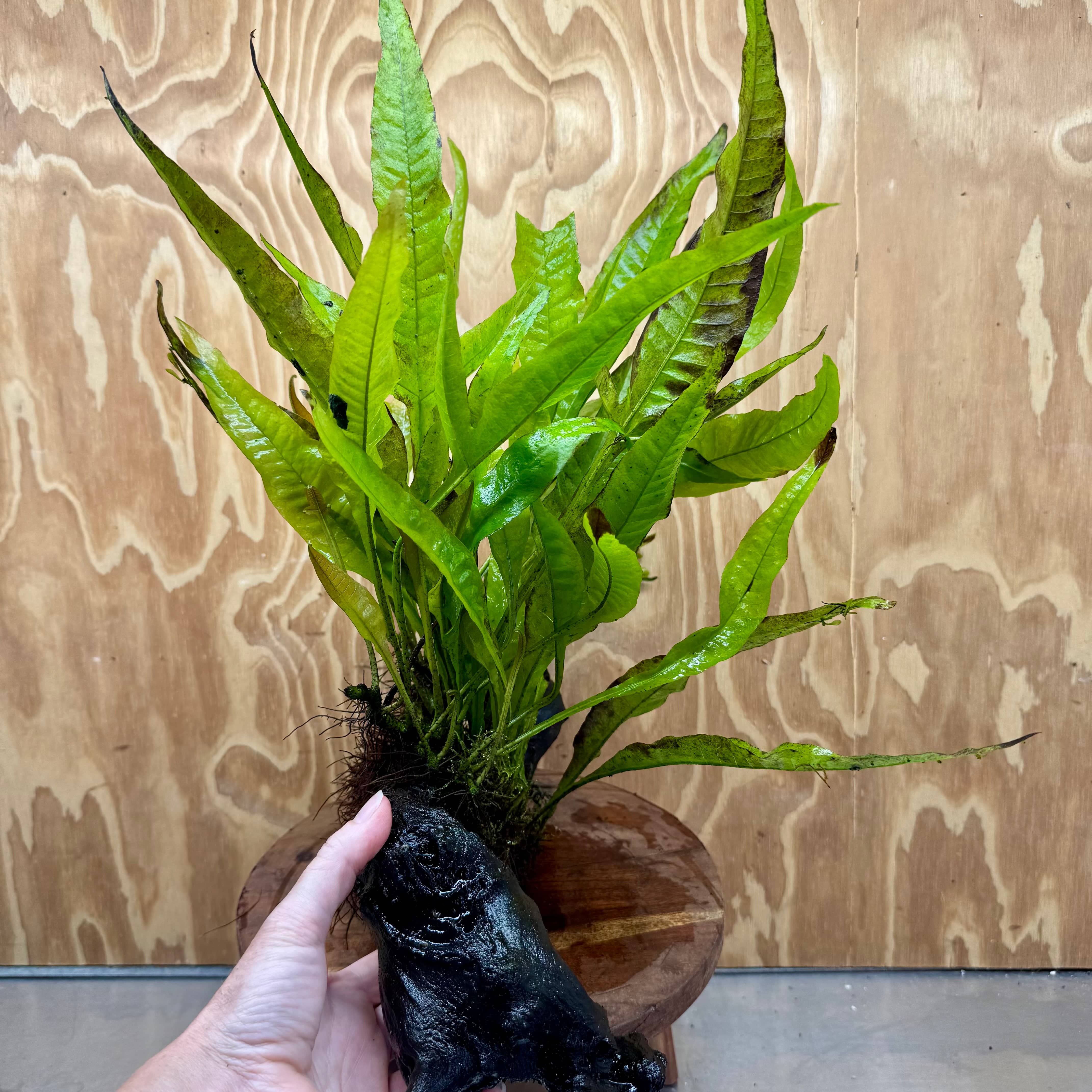 Scapeshop.com.au One Only Microsorum Driftwood Creation - Large (Java Fern) - One Only - Excellent Microsorum Driftwood Creation - Large (Java Fern) - One Only - Excellent